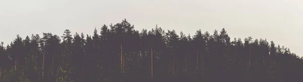 Κορυφές Των Δέντρων Στο Πευκοδάσος Ενάντια Στον Γκρίζο Ουρανό Προετοιμασία — Φωτογραφία Αρχείου