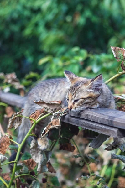 Retrato Hermoso Gato Pueblo Gris Verano — Foto de Stock