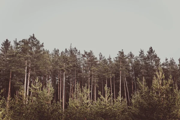 Κορυφές Των Δέντρων Στο Πευκοδάσος Ενάντια Στον Γκρίζο Ουρανό Προετοιμασία — Φωτογραφία Αρχείου