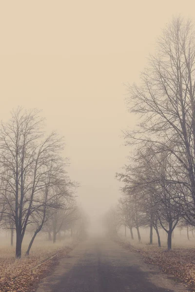 Antiguo Camino Asfalto Parque Otoño Con Árboles Niebla —  Fotos de Stock