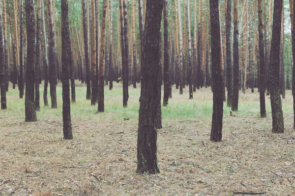 Дерева Сосновому Лісі Восени — стокове фото