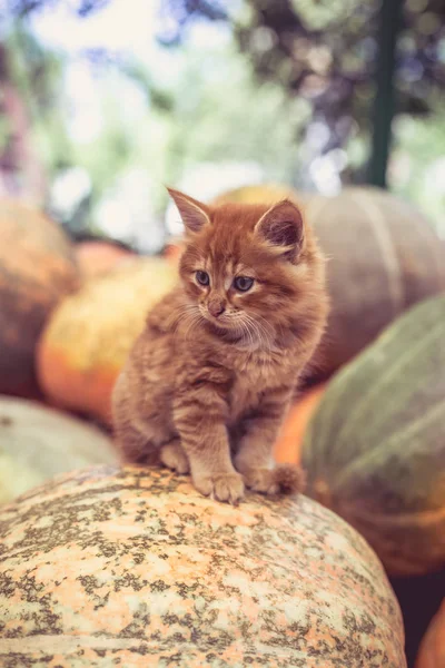 Aranyos Vörös Cica Ülő Egy Rakás Tök — Stock Fotó