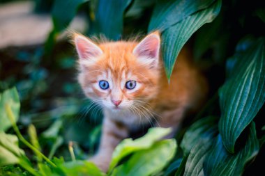 Çim de sevimli kırmızı kedi.