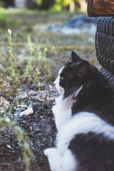 Schöne Schwarz Weiße Katze Liegt Auf Einem Bauernhof Der Nähe — Stockfoto
