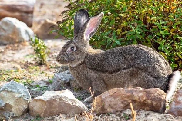 Bahçede Büyük Bir Güzel Tavşan Portresi — Stok fotoğraf