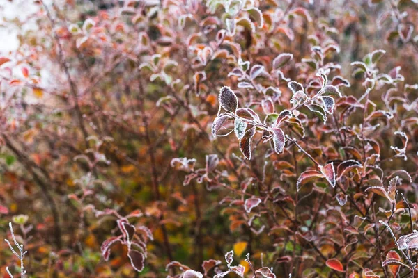 秋には霜で覆われた葉 — ストック写真