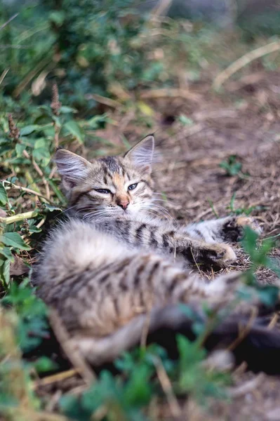 Graue Katze Liegt Grünen Gras — Stockfoto