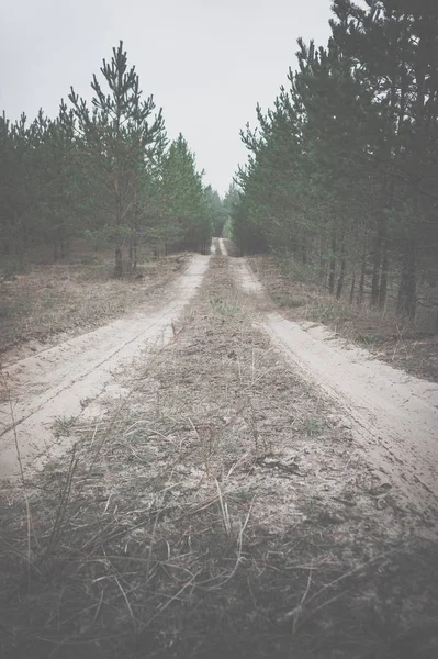 소나무 숲도로 — 스톡 사진