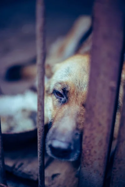 古い飛行場で大きな悲しい羊飼い スタイルの写真 — ストック写真