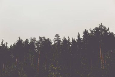 Çam ormanı gri gökyüzü karşı ağaçların en fazla. Metin için yer ile tasarım için hazırlık