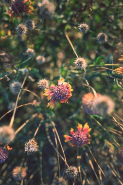 Güzel kuru çiçek, kırağı kaplamış.