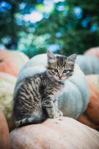 Gatinho Cinza Bonito Sentado Uma Pilha Abóboras — Fotografia de Stock