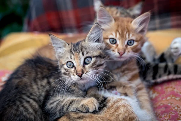 İki yavru kedi ve anneleri bir paket üzerinde.