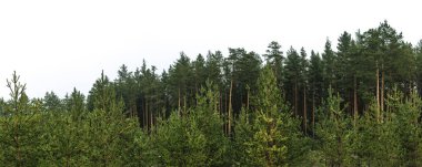 Çam ormanı gri gökyüzü karşı ağaçların en fazla. Metin için yer ile tasarım için hazırlık