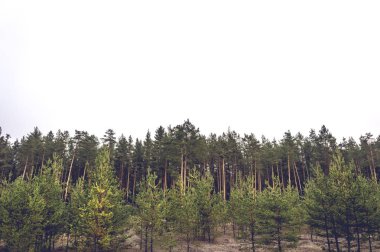 Çam ormanı gri gökyüzü karşı ağaçların en fazla. Metin için yer ile tasarım için hazırlık