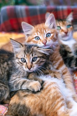 İki yavru kedi ve anneleri bir paket üzerinde.