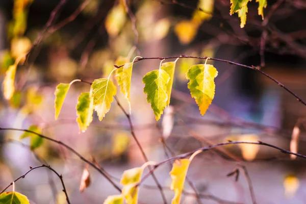 Beautiful Leaves Tree Sunset Autumn Time — Stock Photo, Image