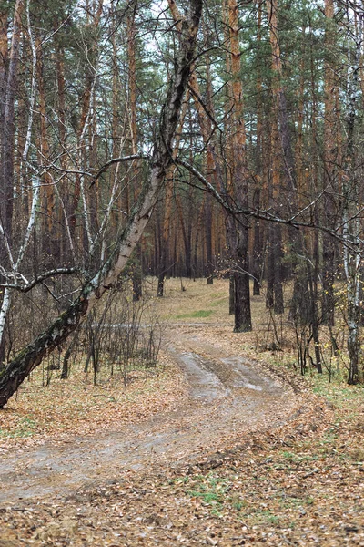 Weg Het Dennenbos Herfst — Stockfoto