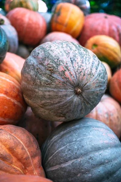 Montón Grandes Calabazas Sucias — Foto de Stock