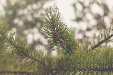 Bir dalda çam kozalağı.