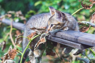 Yaz aylarında güzel gri köy kedi portresi