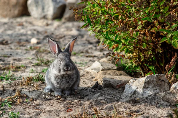 庭を歩いてかわいいウサギ — ストック写真