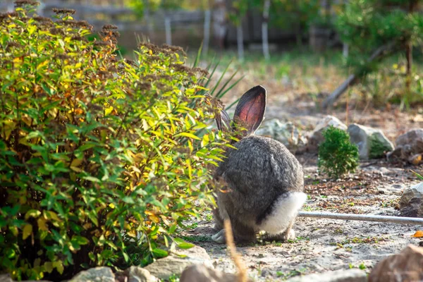 Bahçede Büyük Bir Güzel Tavşan Portresi — Stok fotoğraf