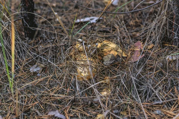 Pilz Suillus Gras Einem Kiefernwald — Stockfoto