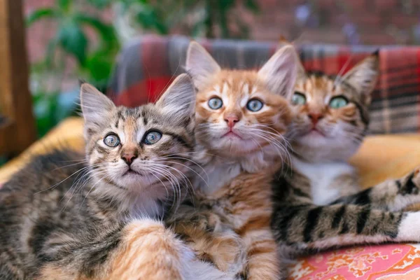 İki yavru kedi ve anneleri bir paket üzerinde.