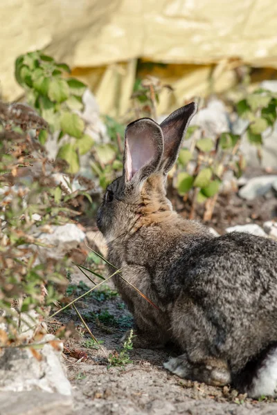 Bahçede Büyük Bir Güzel Tavşan Portresi — Stok fotoğraf