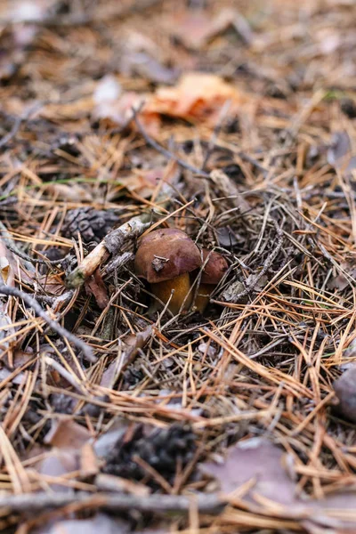 Schöner Speisepilz Einem Kiefernwald — Stockfoto