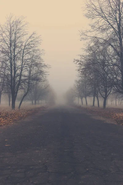 Antiguo Camino Asfalto Parque Otoño Con Árboles Niebla — Foto de Stock