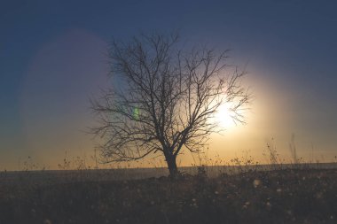 Sonbahar zaman gün batımında yalnız ağaç.