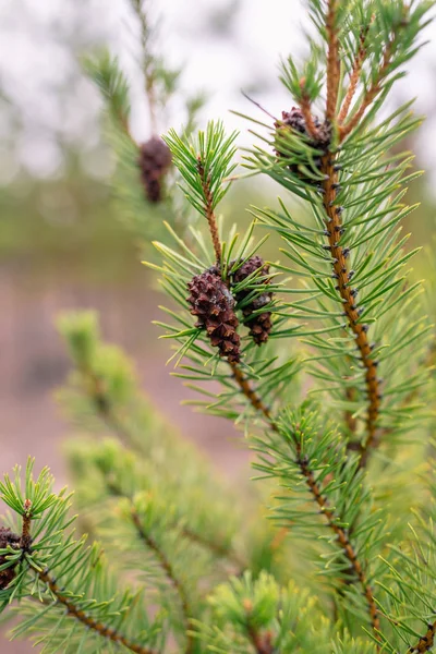 Cône Pin Sur Une Branche — Photo