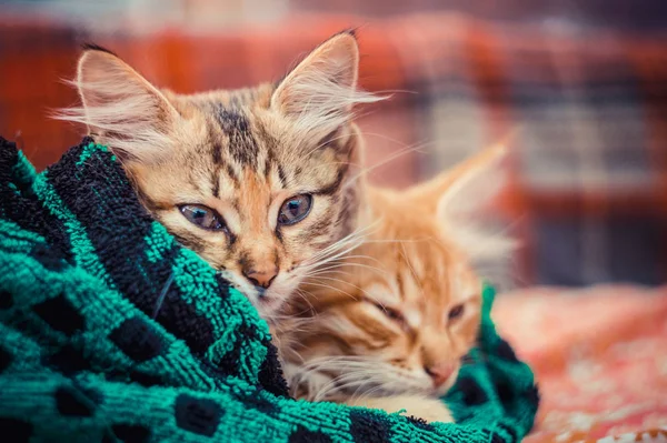 Two Cute Kittens Towel — Stock Photo, Image