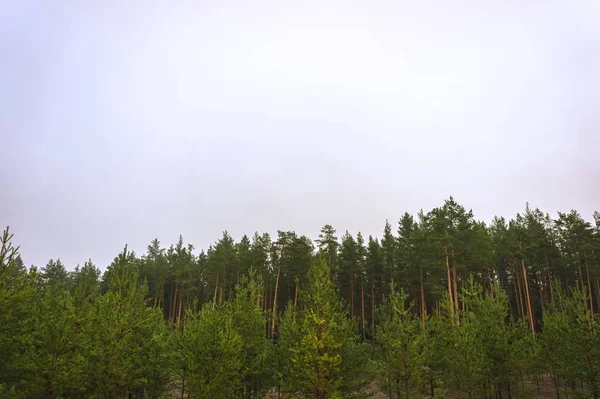 Cime Degli Alberi Nella Pineta Contro Cielo Grigio Preparazione Progettazione — Foto Stock