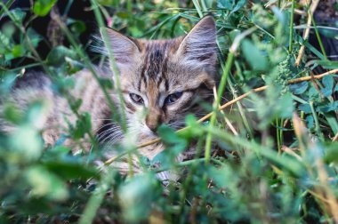 Gri kedi yeşil otların arasında yer alır..