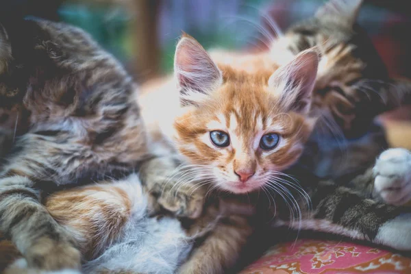 Dua Anak Kucing Dan Ibu Mereka Pada Selimut — Stok Foto