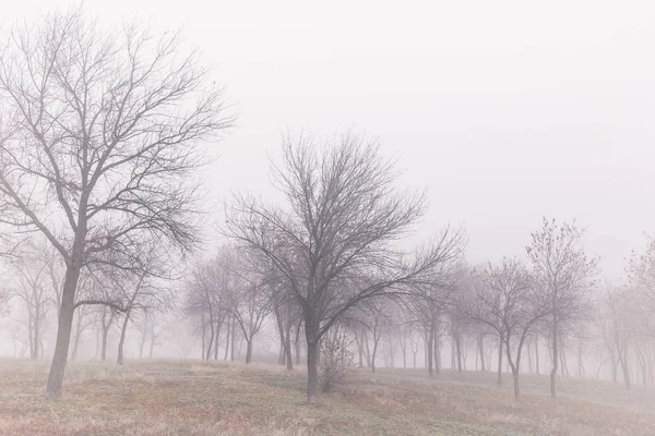 Paysage Automne Avec Des Arbres Dans Brouillard Épais Gel Sur — Photo