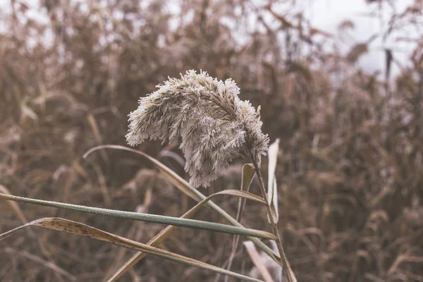 Reed Pelo Rio Coberto Com Hoarfrost — Fotografia de Stock