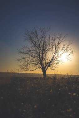 Sonbahar zaman gün batımında yalnız ağaç