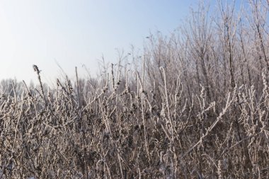 Kuru otlarla kaplı güzel bir manzara.
