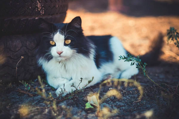 Schöne schwarz-weiße Katze liegt auf einem ländlichen Hof in der Nähe der alten — Stockfoto