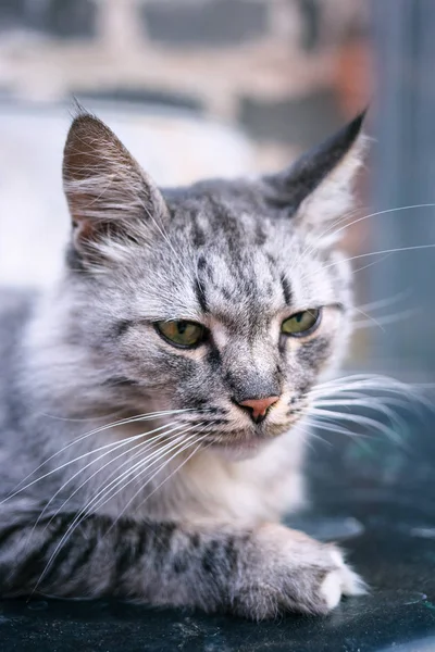 Porträtt av en vacker grå katt — Stockfoto