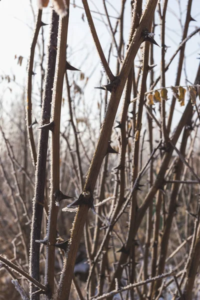 Jarum Acacia ditutupi dengan hoarfrost. Alam di musim dingin. — Stok Foto