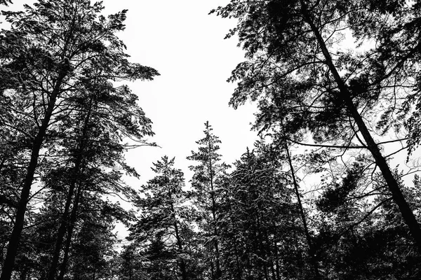 冬季松树林单色照片 — 图库照片