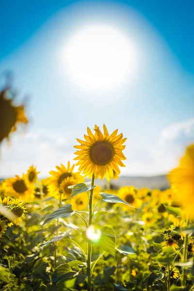 Vackra solros fält på eftermiddagen. — Stockfoto