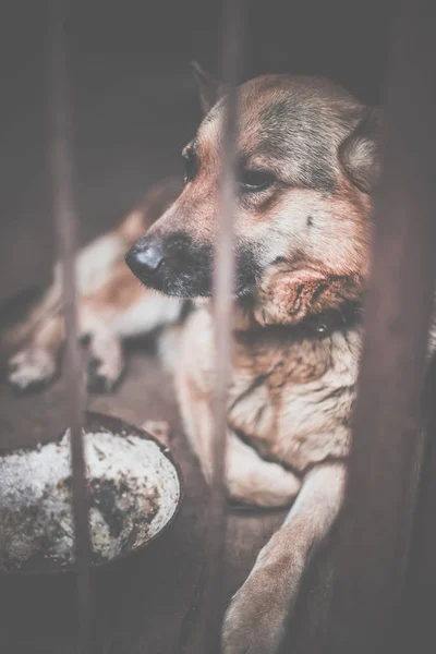 A big sad shepherd in an old aviary. Toned, style photo. — Stock Photo, Image