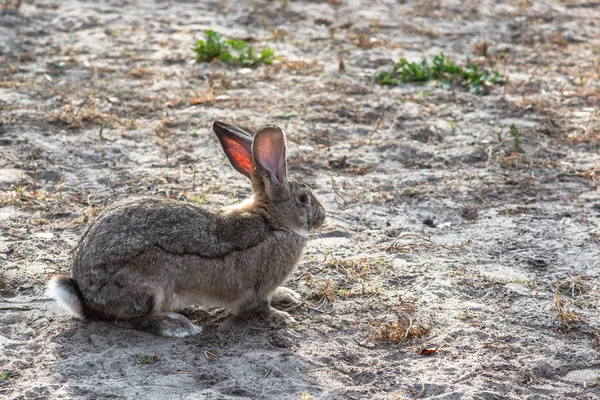 Retrato de un gran conejo hermoso en el patio — Foto de Stock