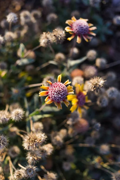 Beautiful dry flower covered with hoarfrost.